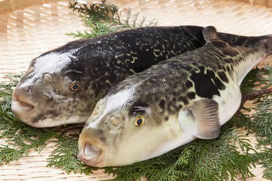 トラフグ鍋コース